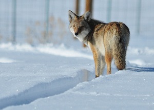 Coyote en la nieve