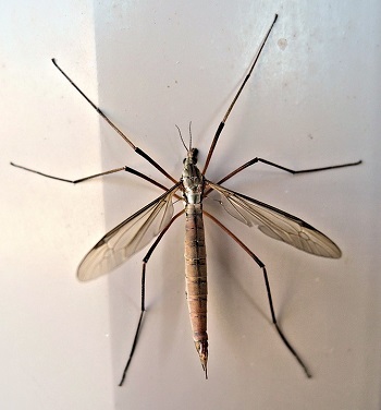 mosca de la grúa