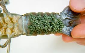 huevos de cangrejo de río