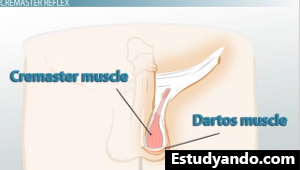 Diagrama del músculo Cremaster