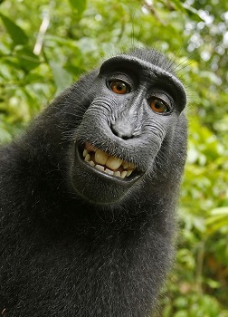 Selfie de macaco
