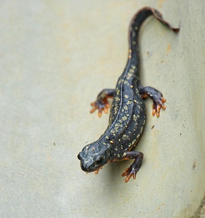 Una fotografía de una salamandra.