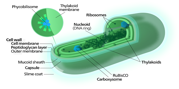 Estructura de las cianobacterias