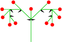 inflorescencia cyme