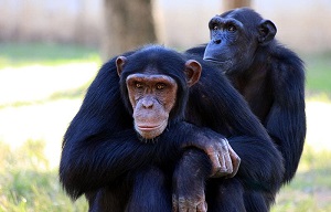 chimpancé