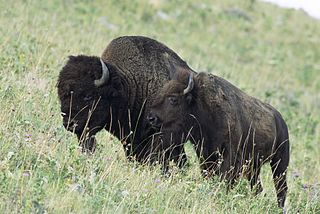El bisonte americano es un ejemplo de un cuello de botella poblacional en la deriva genética