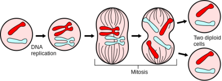 diagrama que muestra las principales etapas de la mitosis, incluido el papel de las cromátidas hermanas