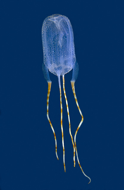 cuadro de medusas