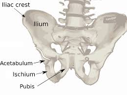 pelvis