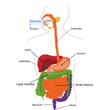 Una imagen del tracto gastrointestinal.