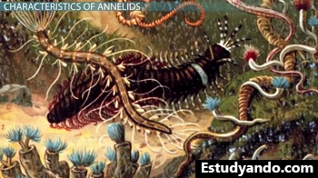 Anélidos marinos