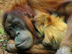 Orangután de Sumatra y bebé