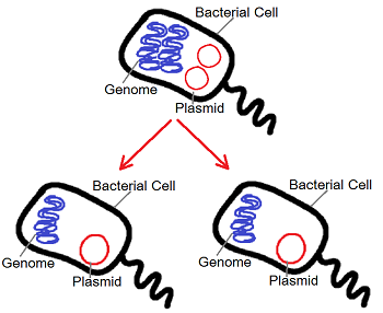 división celular bacteriana