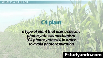 Definición de planta C4