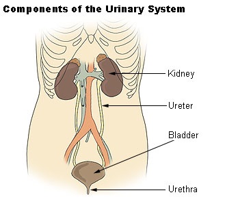 urinario