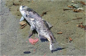 salmón muerto