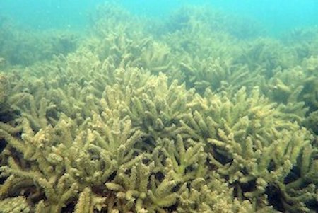 Coral blanco muerto en el Golfo de Mannar después de la floración de Noctiluca scintillans.