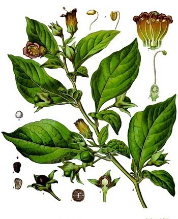La belladona, también conocida como belladona, es otra planta que se ha utilizado durante siglos y tiene muchas propiedades medicinales.