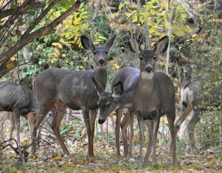 Fotografía en color de un pequeño grupo de ciervos en el bosque.