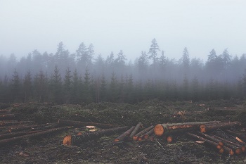 deforestación