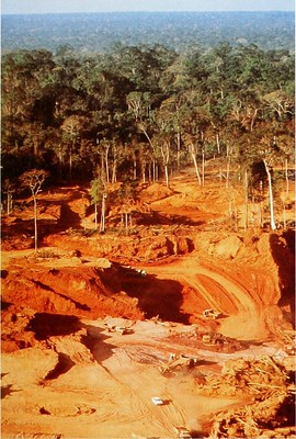 Deforestación y necesidad de conservación 