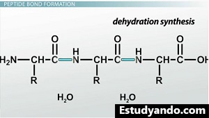 Reacción de síntesis de deshidratación
