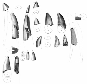 toothdino2