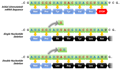 La secuencia de ADN inicial (CGAUGCCGUAUUACGUACCUUAAUCG) se traduce como Met-Pro-Tyr-Tyr-Val-Pro. La eliminación de la tercera G cambia la proteína a Met-Pro-Ile-Thr-Tyr-Leu-Asn. La eliminación de GU (los nucleótidos octavo y noveno) da como resultado Met-Pro-Leu-Arg-Thr-Leu-Ile