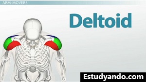 Ubicación del músculo deltoides