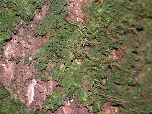 hornwort en árbol