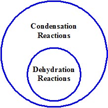 deshidratación vs condensación