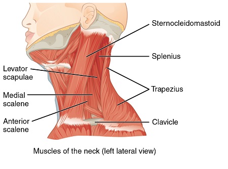 Músculos del cuello