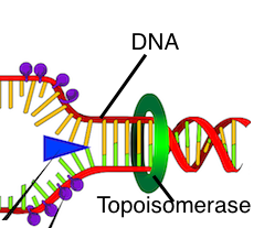 topoisomerasa