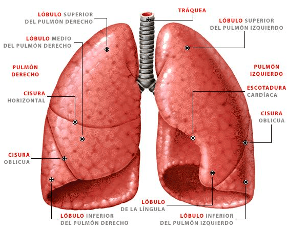 Diagrama coloreado de los pulmones con todas las partes etiquetadas.