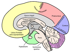 Diagrama del cerebro