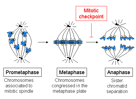 Metafase