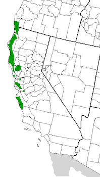 localização original da floresta de sequoias