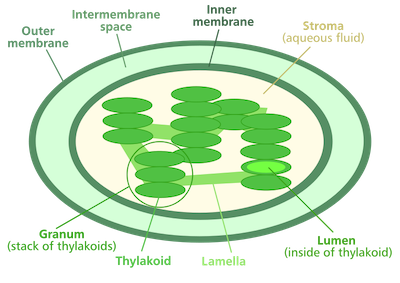 Cloroplasto