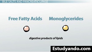 Productos digestivos de lípidos