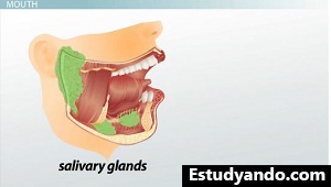 Glándulas salivales
