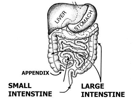 Un diagrama de la anatomía del sistema digestivo.