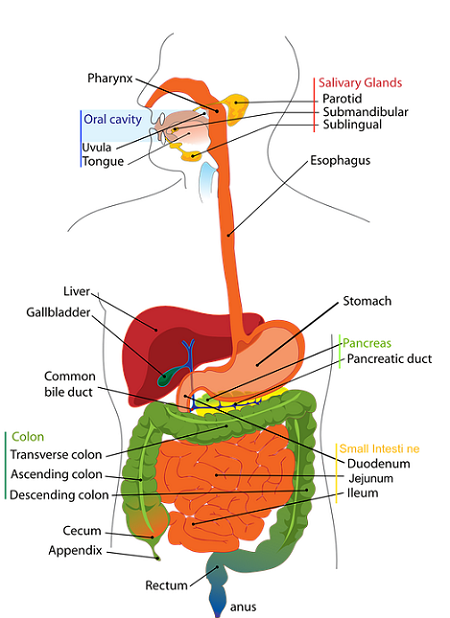 Un diagrama de todo el sistema digestivo.