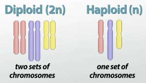 Diploide vs Haploide