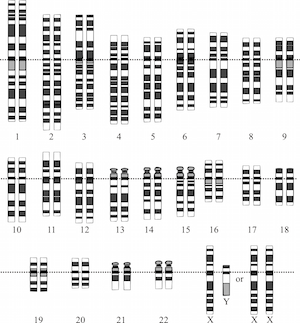 diploide