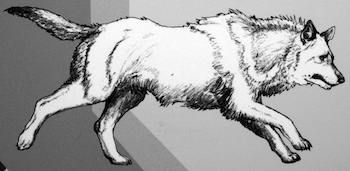 lobo terrible