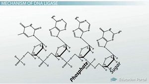 Estructura de ADN