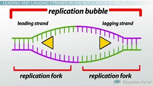 Diagrama de la burbuja de replicación