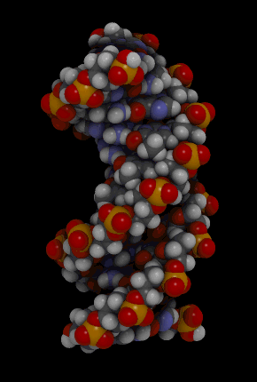 adn