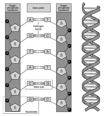 Diagrama de estructura de ADN