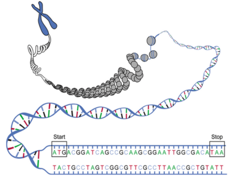 Una ilustración muestra una hebra de ADN multicolor enrollándose fuertemente para formar un cromosoma azul.